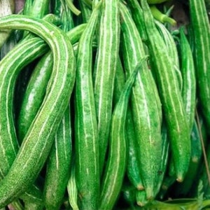 Snake gourd Seeds Asian Vegetable Buag Ngu,or Naga , Asian Vegetable image 1