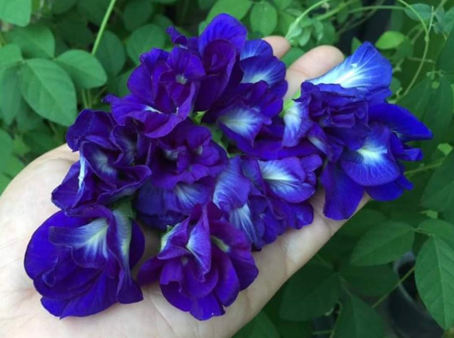 Butterfly Pea Flower Seeds 5 Seeds Etsy