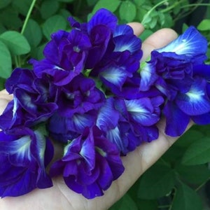 Butterfly Pea Flower Seeds (5 Seeds)