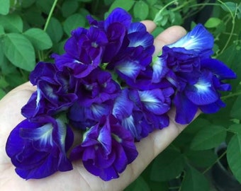 Butterfly Pea Flower Seeds (5 Seeds)