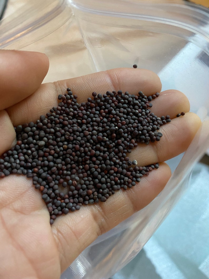 KOMATSUNA Mustard Spinach Seeds Mustrad Japanese Vegetable Etsy