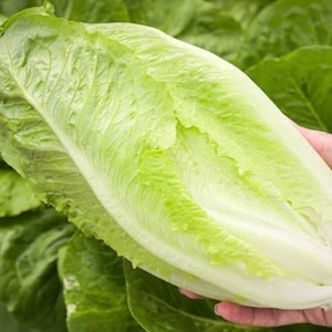 Parris Island Cos Romaine Lettuce Seeds