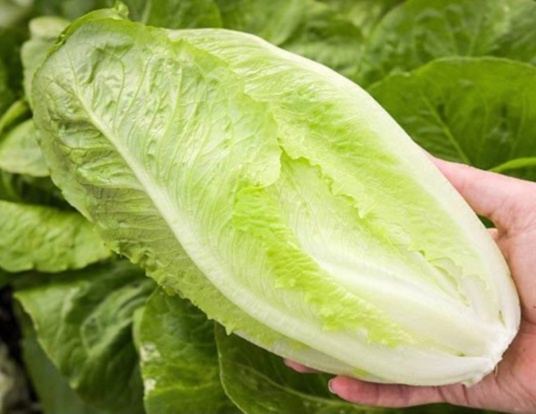 Semillas de lechuga romana Parris Island Cos, image size:1046x809