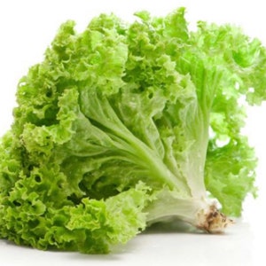 Green Leaf lettuce Seeds,salad vegetable Seeds,Asia Vegetable Seeds