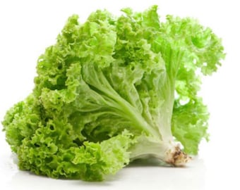 Green Leaf lettuce Seeds,salad vegetable Seeds,Asia Vegetable Seeds
