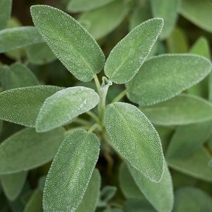 Broadleaf Sage Herb Seed