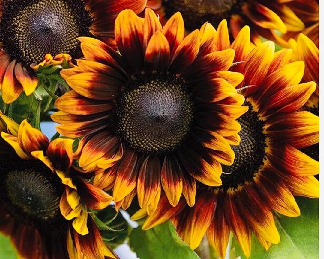 Shockolat Sunflower Seeds ( 15 Seeds) - Etsy Shockolat Sunflower Seeds ( 15 Seeds) - Etsy