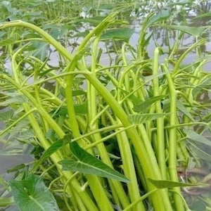 Water Spinach Seeds ( Puk Bung Kaew)