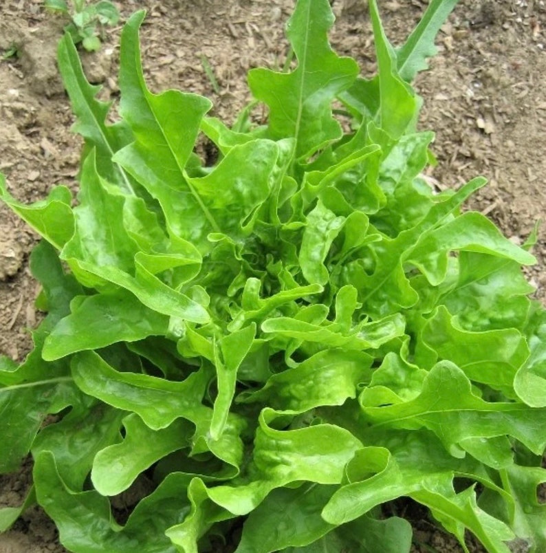 Royal Oakleaf Leaf Lettuce Seeds Etsy