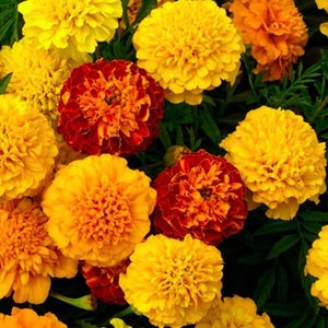 Petite Mixture Marigold Seed