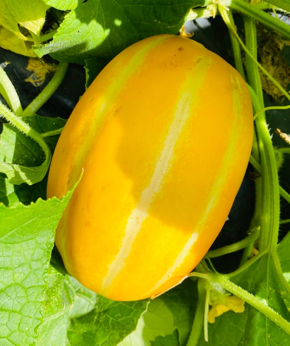 Korean Melon Seeds Melon Ginkaku Hybrid Seeds Etsy