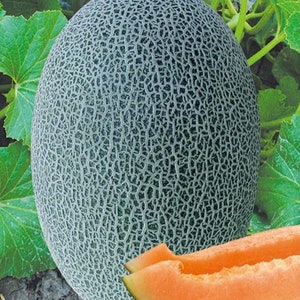 Hami Chinese Melon Oriental Seeds (5 Seeds)