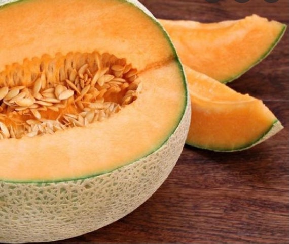 Top Mark Melon Seeds 5 Seeds Etsy