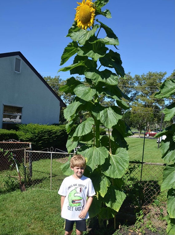 Russian Mammoth Sunflower Seeds 10 Seeds Etsy