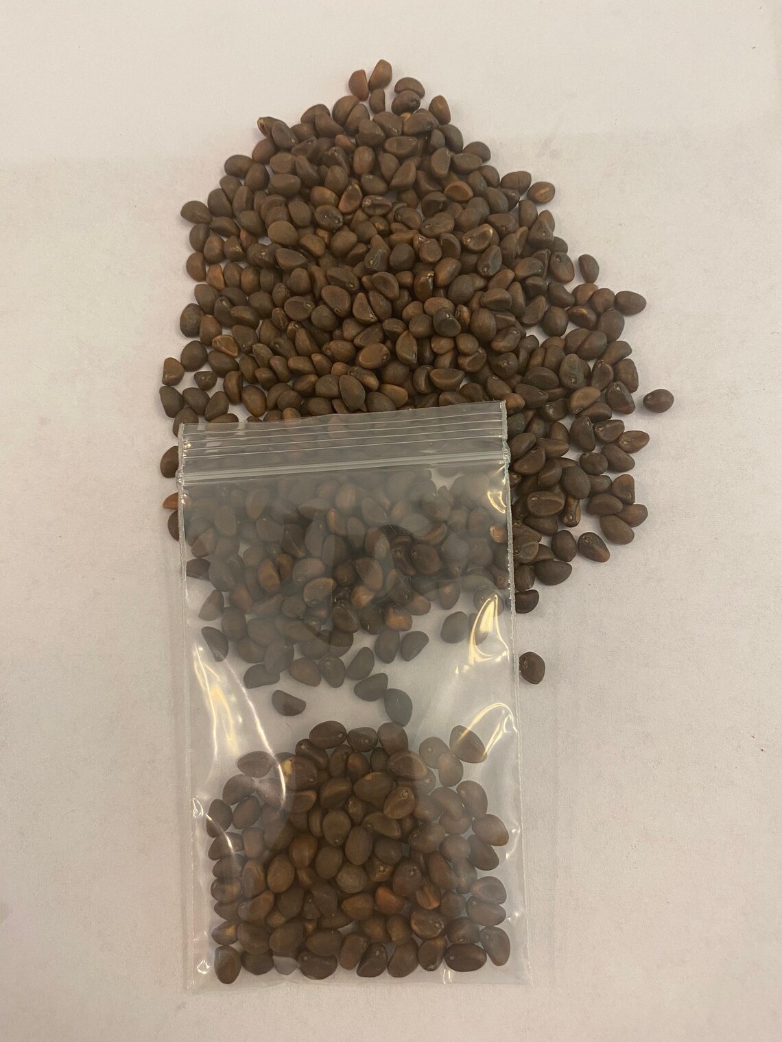 thumbnail image 2 of 120 Organic Water Spinach Seeds – Kong Xin Cai, Non-GMO Heirloom, Easy Grow Vegetable 2 of 5
