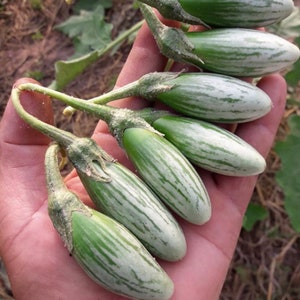 Thai Eggplant Seeds