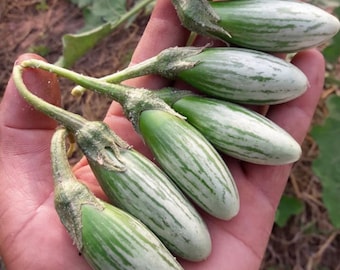 Thai Eggplant Seeds