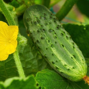 Calypso Hybrid Cucumber Seeds
