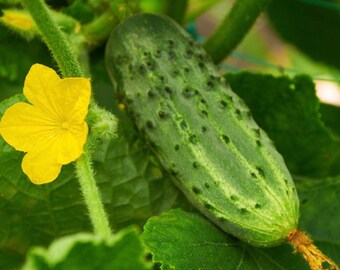 Calypso Hybrid Cucumber Seeds