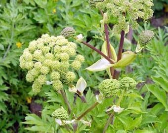 Angelica Seeds