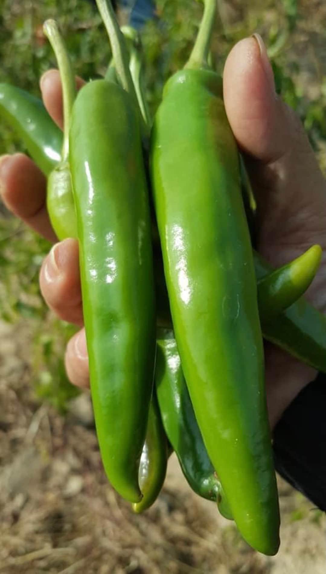 Korean Pepper Put Gochu VITA GREEN Seed 10 Seeds Etsy