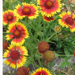 Vibrant Indian Blanket Flower Seeds Picture Illustration Vibrant Indian Blanket Flower Seeds Picture Illustration