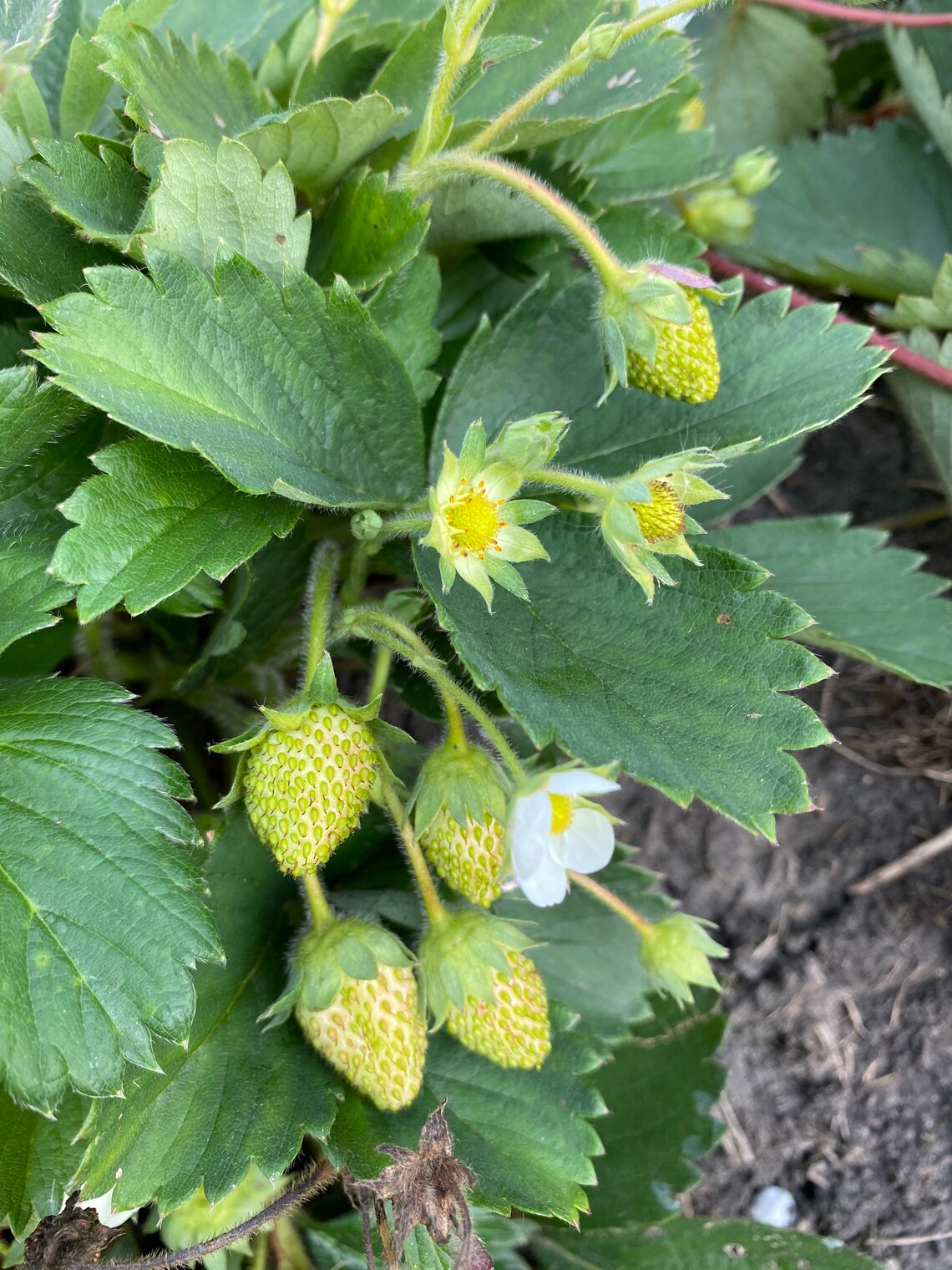 Strawberry Temptation Everbearing Bare Root Plants Organic