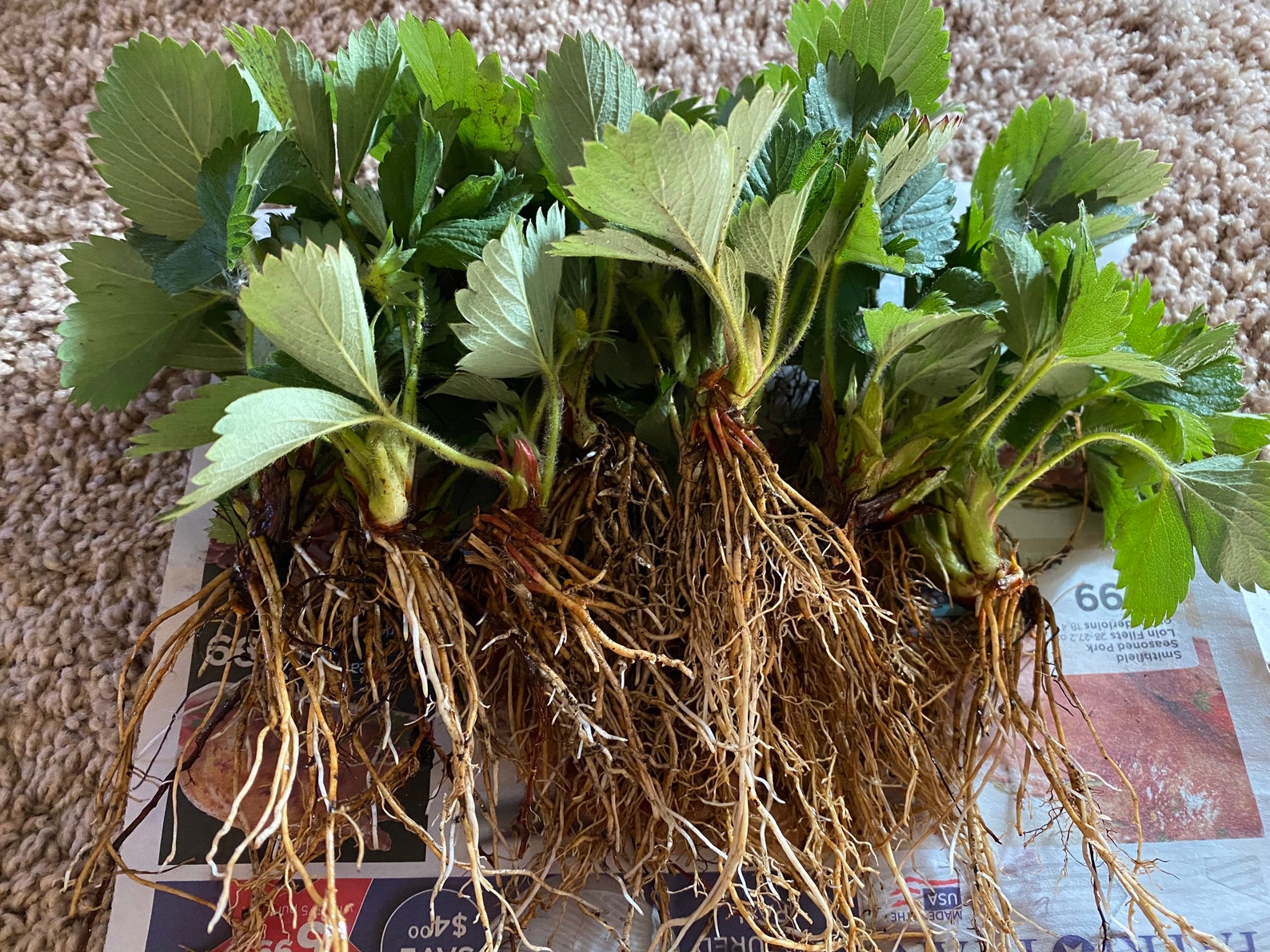 Strawberry Temptation Everbearing Bare Root Plants Organic Etsy