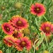 Crisp Indian Blanket Flower Seeds Wallpaper Illustration Crisp Indian Blanket Flower Seeds Wallpaper Illustration