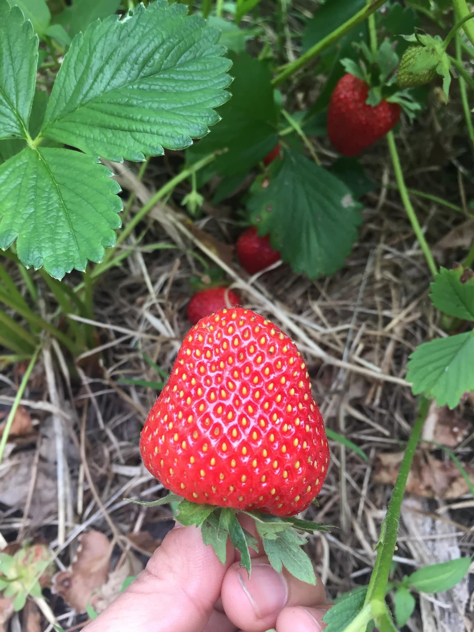 June Bearing Strawberry Bare Root Grow Etsy