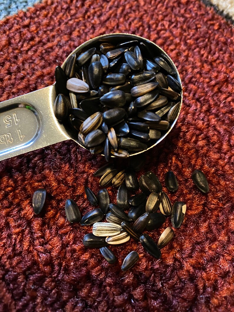Chocolate Cherry Sunflower Seeds 20 Seeds Etsy