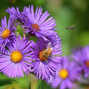 New England Aster Flower Seeds
