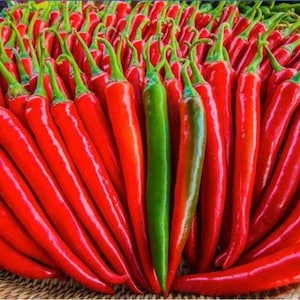 Chili Pepper Prik Chi Faa Seeds ,Heirloom Pepper from Thailand ,Asian Vegetable