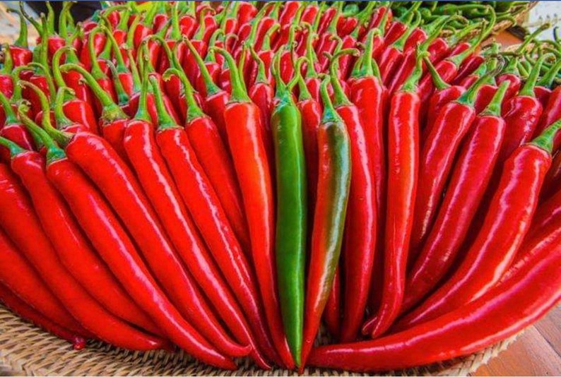 Thai Chili Pepper Prik Chi Faa Seeds Heirloom Pepper from Etsy