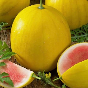 Organic Golden Midget Watermelon Seeds