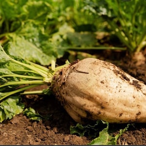 Sugar Beet Seeds (300+ Seeds)
