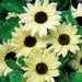 see more listings in the Sunflower / Safflower  section