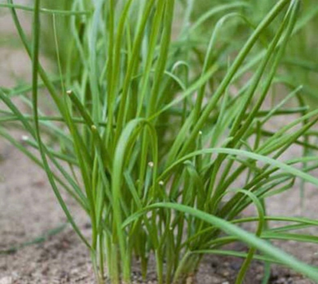 Garlic Chive Bare Root Plant Organic Grow 10 Bare Roots Etsy