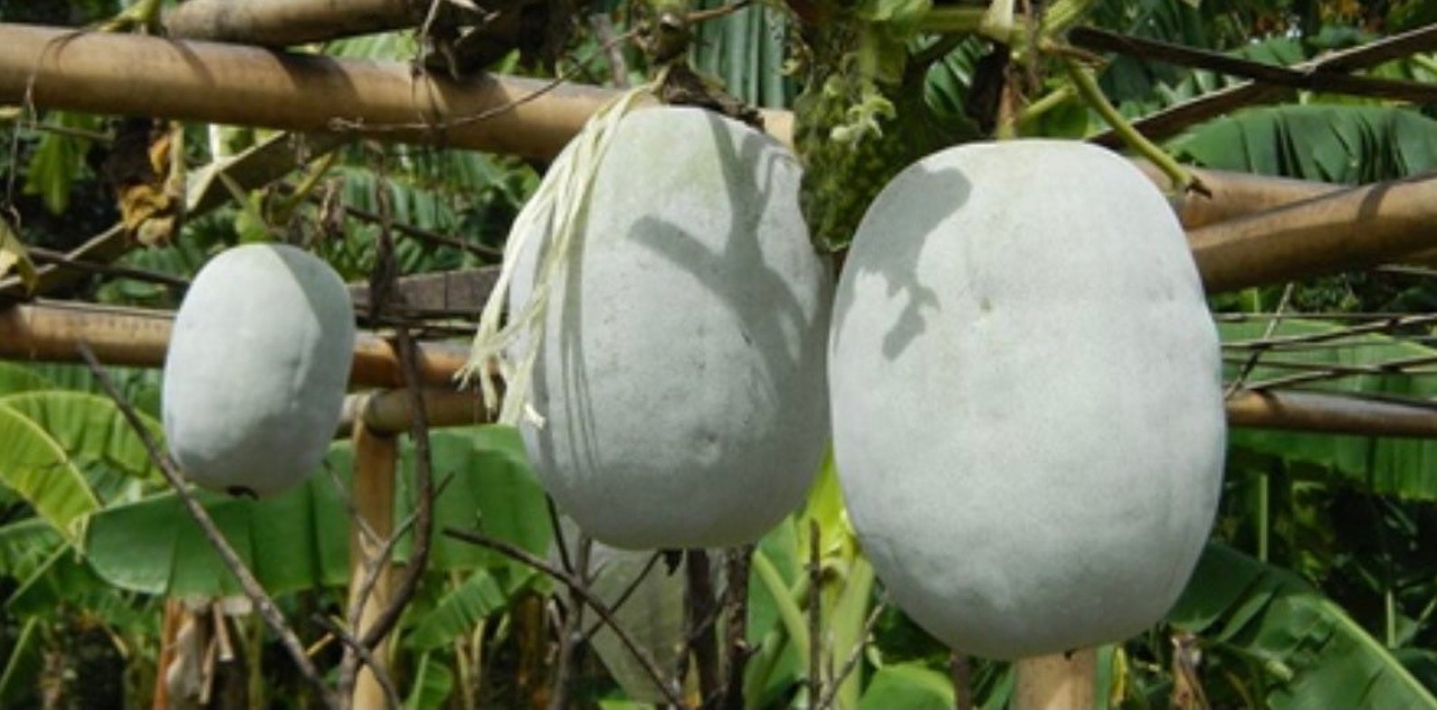 Wax Gourd Giant Round Seed 10 Seeds Etsy