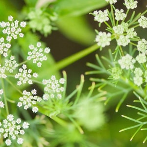Cumin Seeds