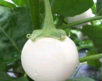 Thai Round White Eggplant Seeds (10+Seeds)