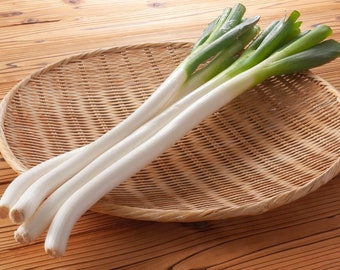 Bunching Onion Natsuyo Seeds (100+ Seeds)