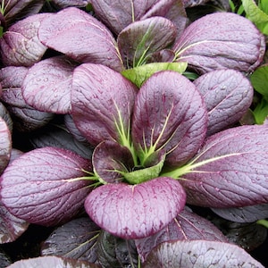 Purple Magic Pak Choi Seeds,Hybrid Bok Choi Seeds,Asia Vegetable Seeds
