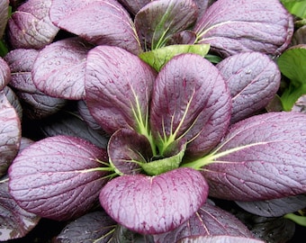 Purple Magic Pak Choi Seeds,Hybrid Bok Choi Seeds,Asia Vegetable Seeds