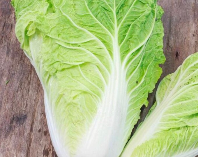 Joan J Fall Bearing Raspberry Bare Root 2 Bare Roots Etsy