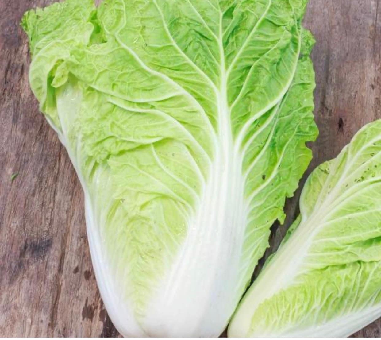 Napa Michihli Cabbage Seeds (500+ Seeds) - Etsy
