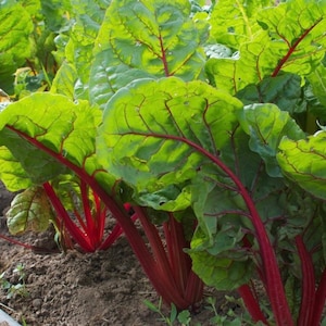 Swiss Chard “Ruby Red” Seeds