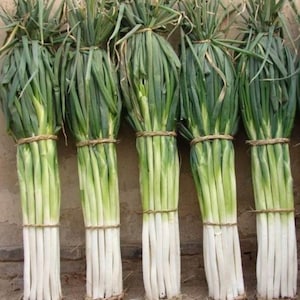 Japanese Bunching Onion “Ishikura Improve” Asian Vegetables