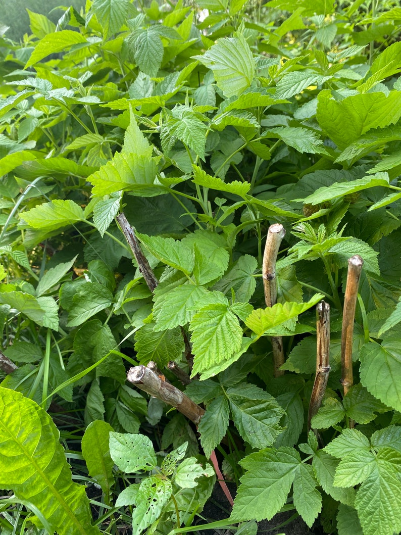 Joan J Fall Bearing Raspberry Bare Root 2 Bare Roots Etsy