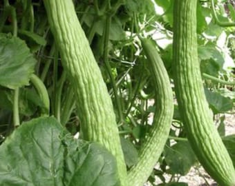 Armenian Yard-Long Cucumber Seed